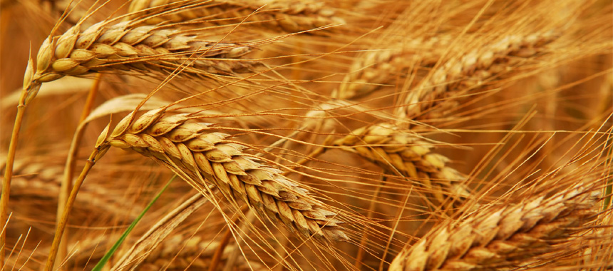 How has Wheat Changed Now?