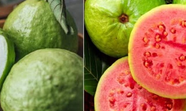 In Guava, which colour is more beneficial, Red or White?