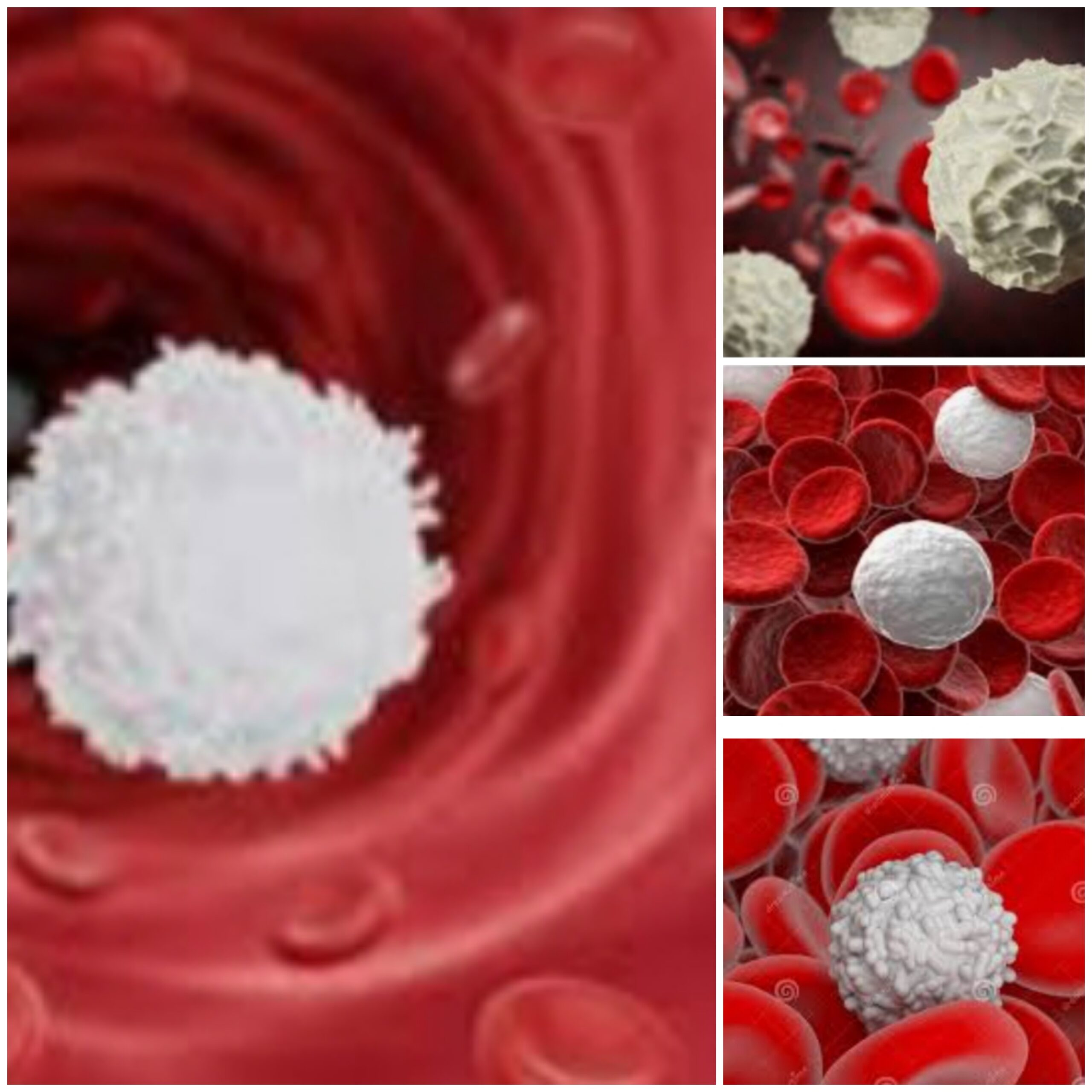 how-to-increase-white-blood-cells-and-supercharge-your-defenses-pinkvilla