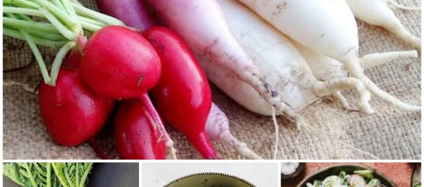 Healing Food – Radish